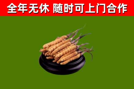 长清回收散虫草