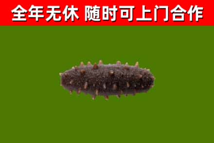 长清回收海参干